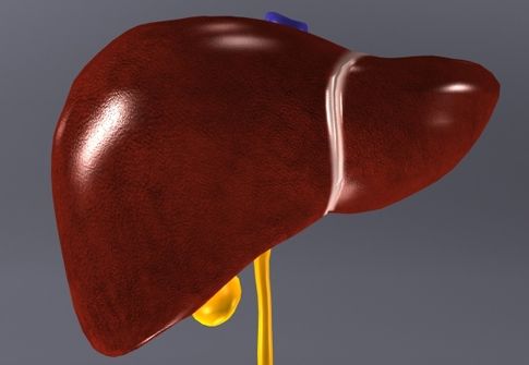 Κοκτέιλ χημικών επιτρέπει στο ήπαρ να αναγεννάται